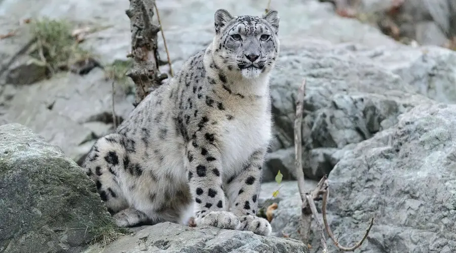 Snow Leopard