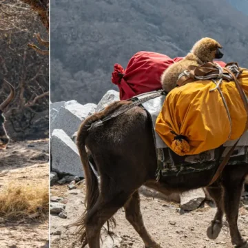 Yak carrying load on the Manaslu trek route