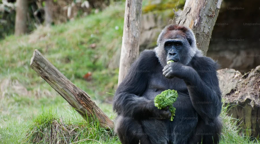 A Gorilla Eating Vegetables
