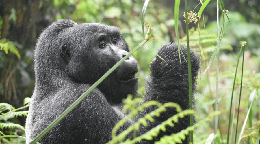 A Photo of Gorilla While on Gorilla Trekking