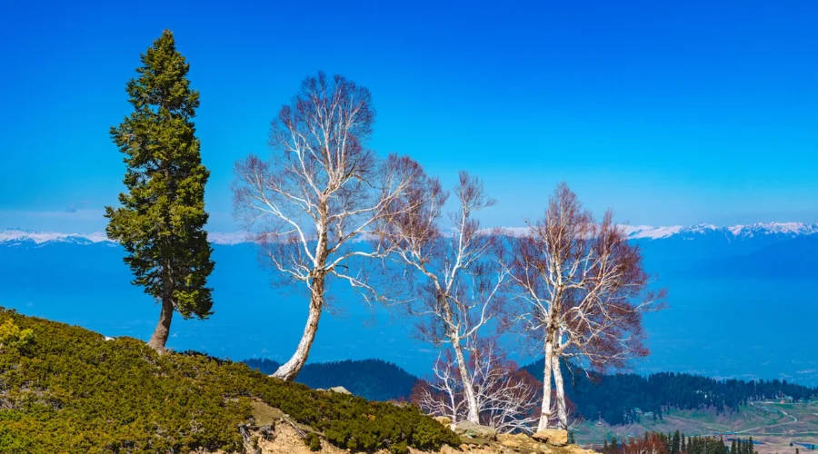 Bhojpatra tree on Medicinal Plants on Nepal Trek