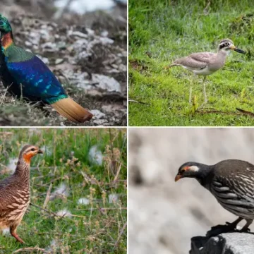 Birdwatching in Nepal: Top 10 Spots, Best Time, Other Tips