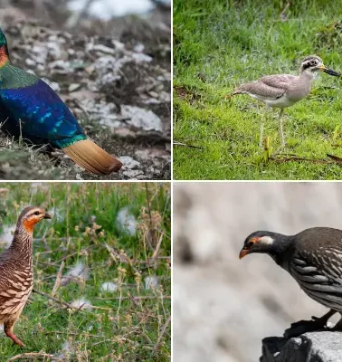 Birdwatching in Nepal: Top 10 Spots, Best Time, Other Tips