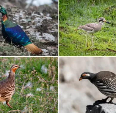 Birdwatching in Nepal: Top 10 Spots, Best Time, Other Tips