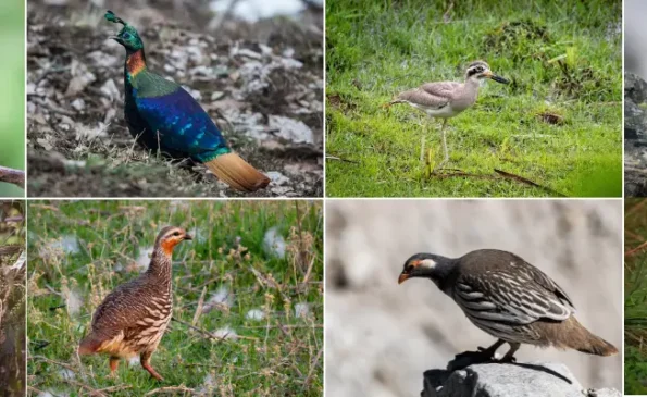 Birdwatching in Nepal: Top 10 Spots, Best Time, Other Tips