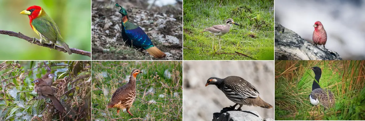 Birdwatching in Nepal