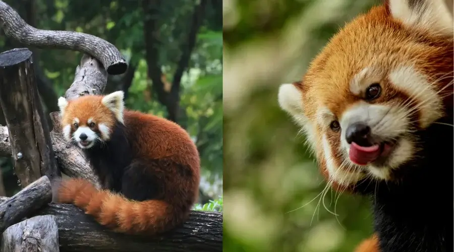 Cute Red Panda