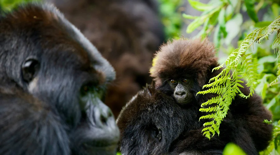 Family of a Gorilla