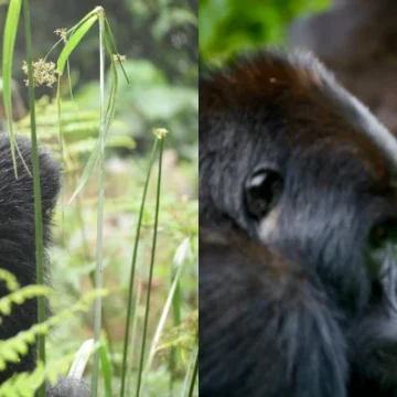 Gorilla Trekking: 9 Things You Must Know