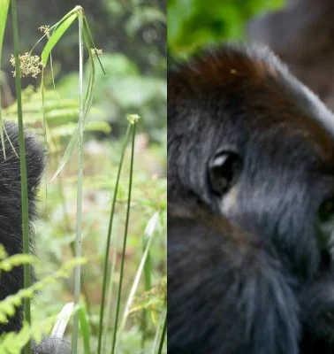 Gorilla Trekking: 9 Things You Must Know