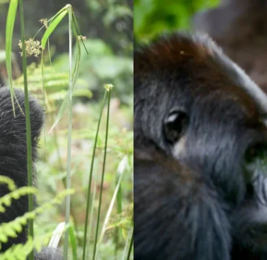 Gorilla Trekking: 9 Things You Must Know