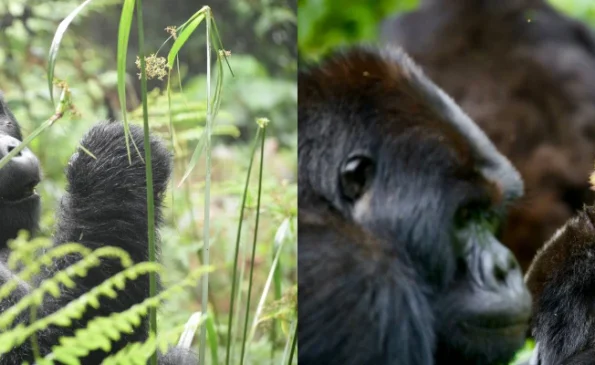 Gorilla Trekking: 9 Things You Must Know