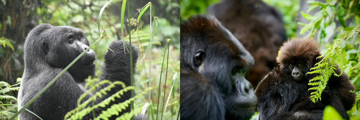 Gorillas in Their Natural Habitat