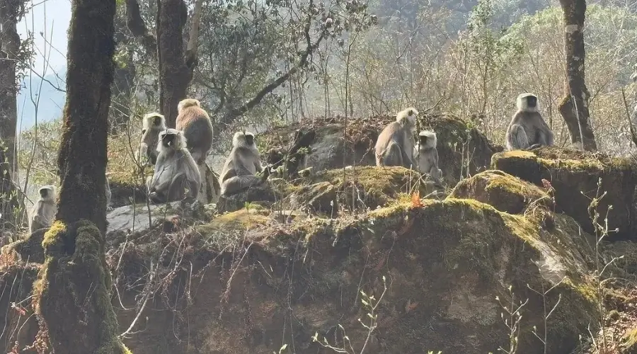 Grey Langurs on the way to Langtang Valley