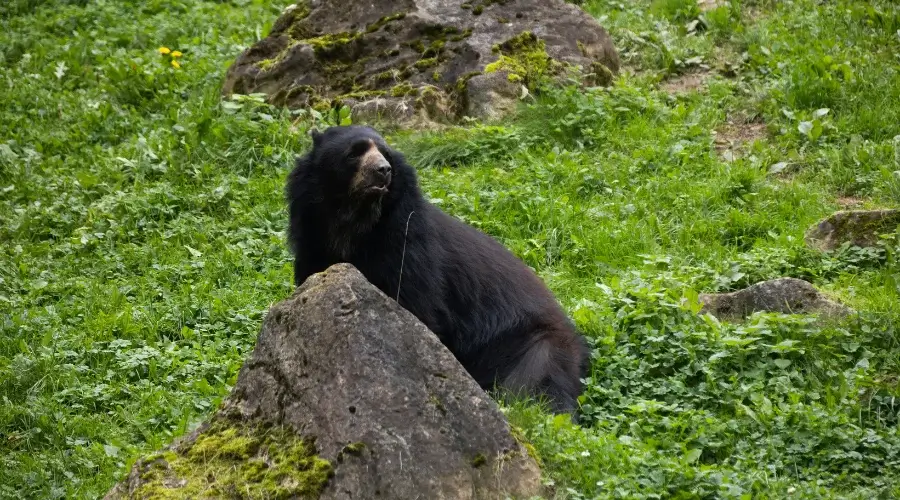 Himalayan Black Bear in Langtang