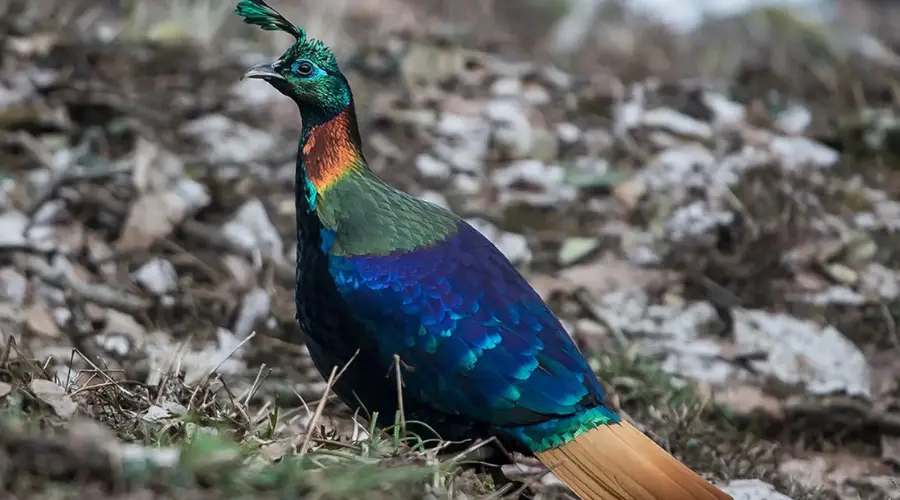 Himalayan Monal