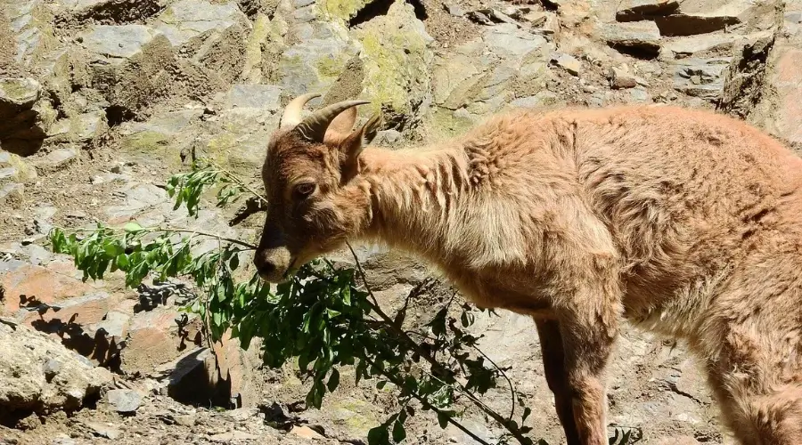 Himalayan Sheep in Langtang