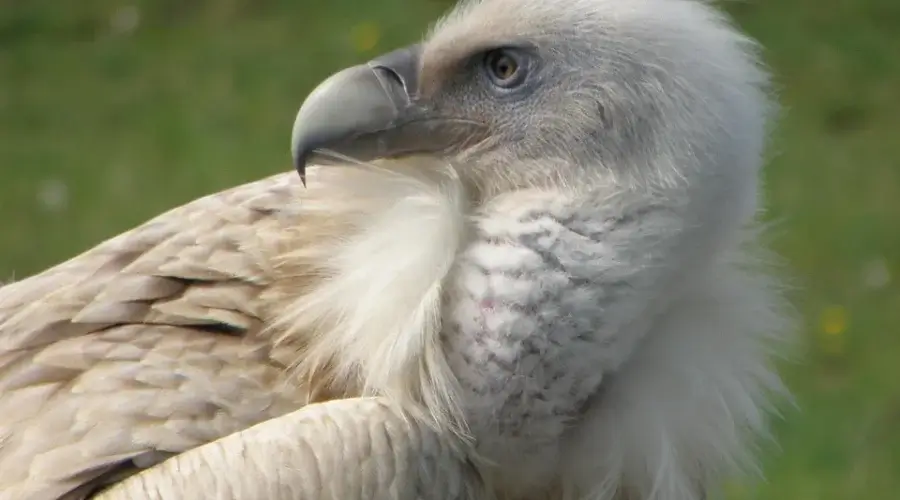 Himalayan Vulture in Langtang Valley Trek