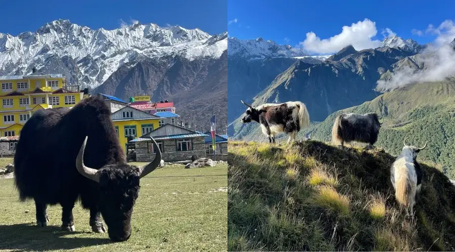 Himalayan Yaks grazing in Kyanjin Gompa