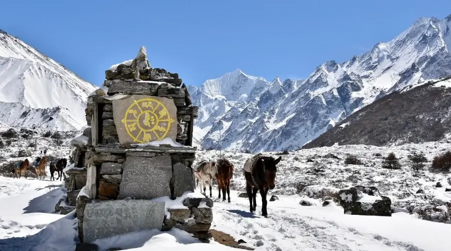 Horses and Yaks in Langtang Valley