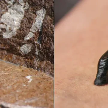 How to Deal With Leeches on Trek in Nepal?
