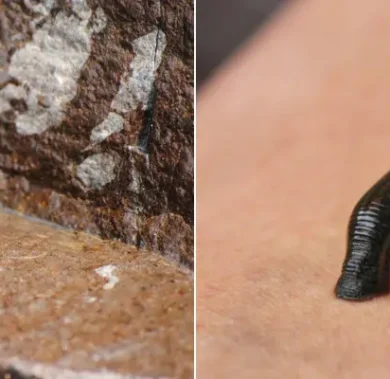 How to Deal With Leeches on Trek in Nepal?