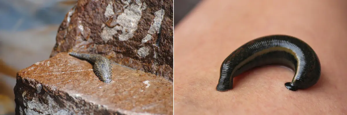 How to Deal With Leeches on Trek in Nepal?
