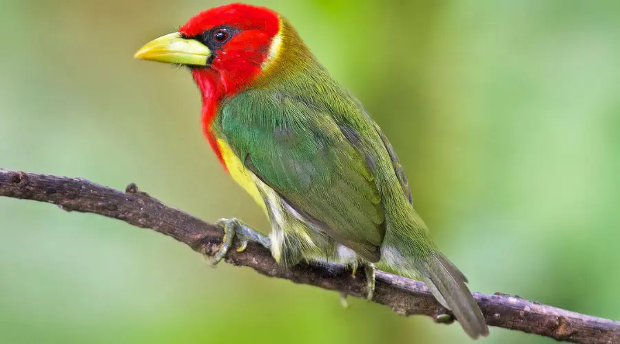 Male Red headed Barbet