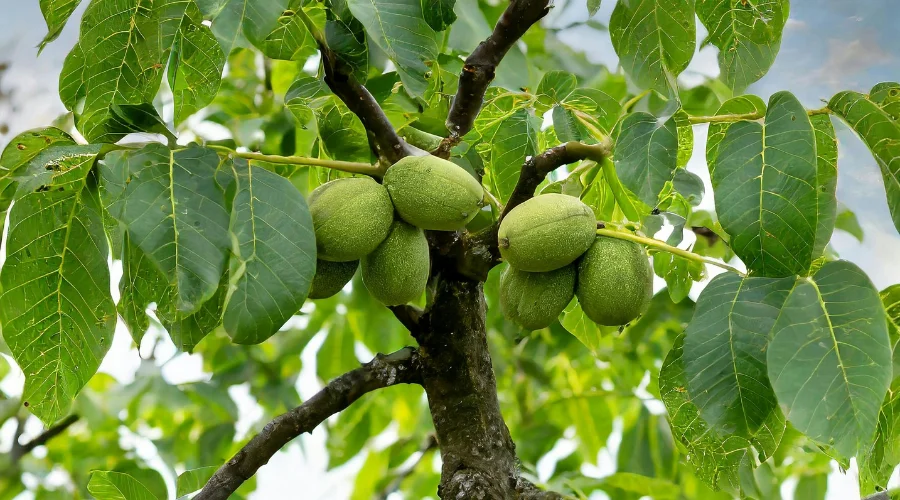 Okhar Tree on Medicinal Plant on Nepal Trek
