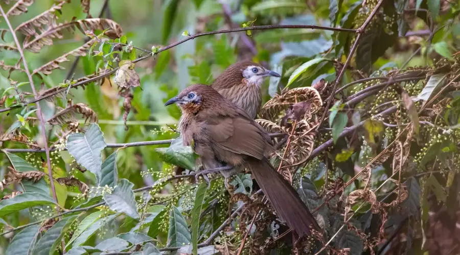 Spiny Babbler