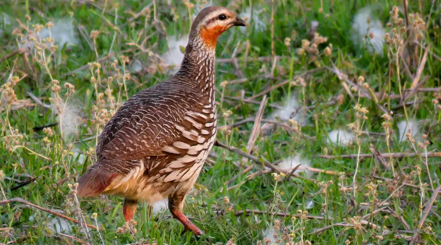 Swamp francolin