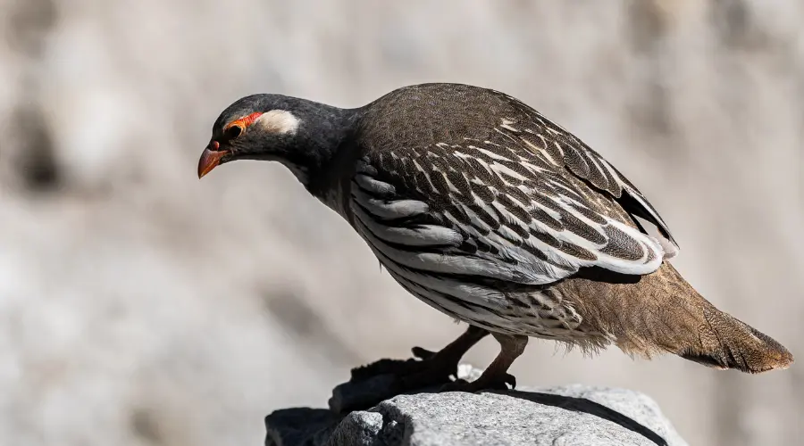 Tibetan snowcock