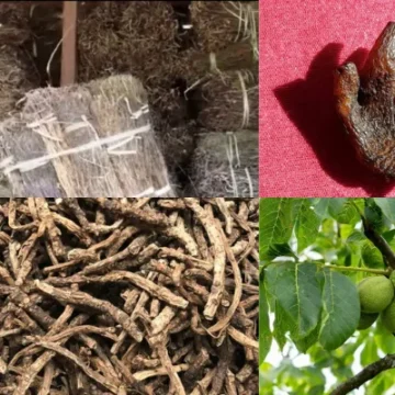 Top 10 Medicinal Plants You Will Found on Nepal Treks