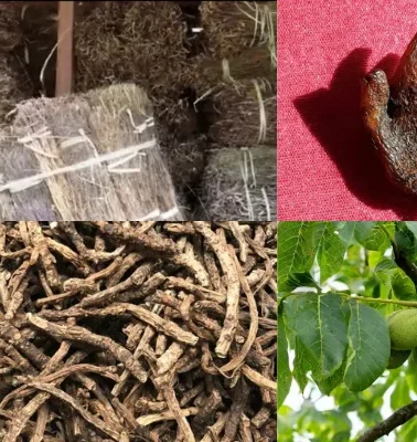 Top 10 Medicinal Plants You Will Found on Nepal Treks