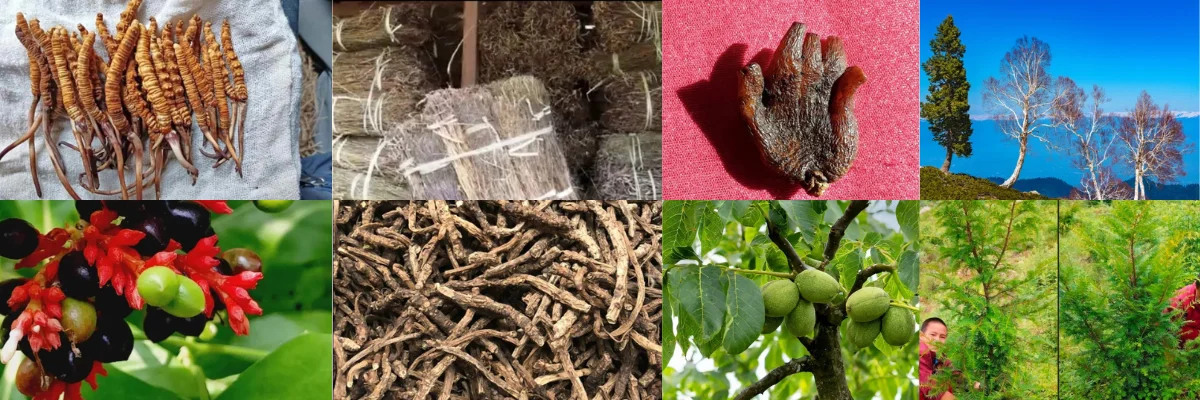 Top 10 Medicinal Plants You Will Found on Nepal Treks