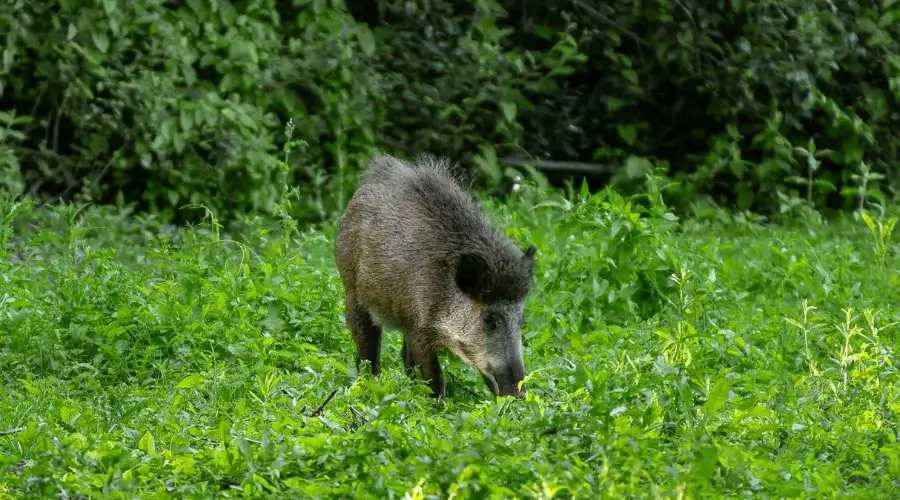Wild Boar found during Trek