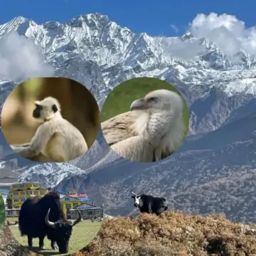 Top Wildlife Species to Spot on the Langtang Valley Trek