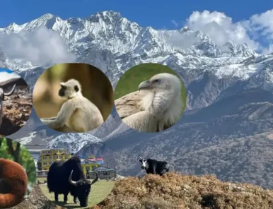 Wildlife in Langtang Valley Trek