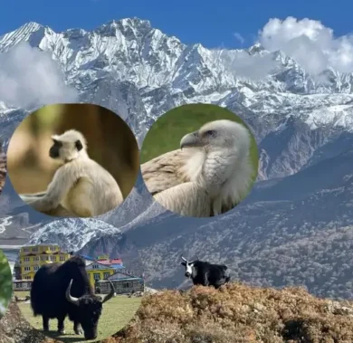 Wildlife in Langtang Valley Trek
