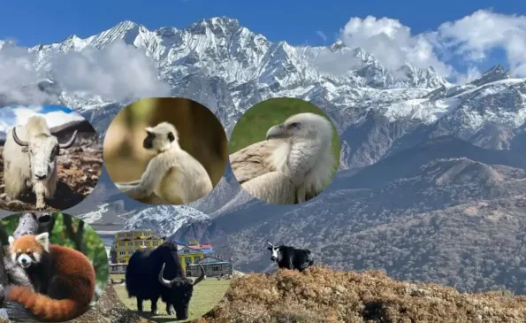 Top Wildlife Species to Spot on the Langtang Valley Trek
