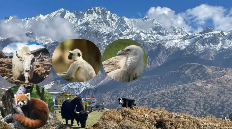 Top Wildlife Species to Spot on the Langtang Valley Trek