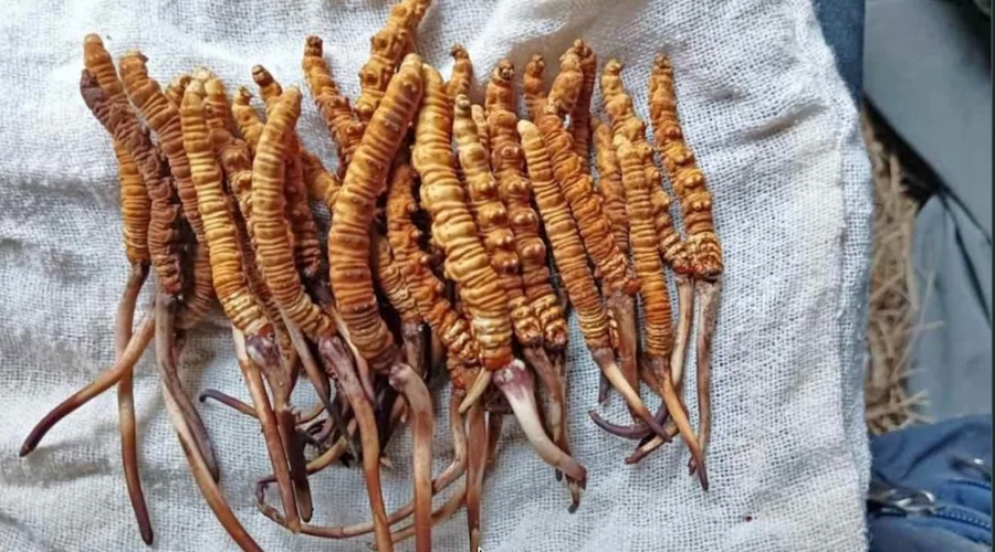 Yarsagumba herbs