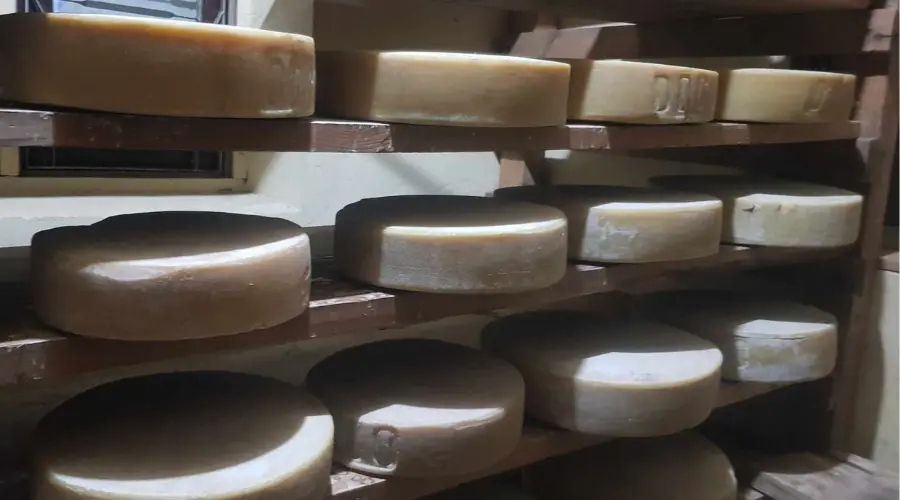 Discs of cheese made of yak milk in Kyanjin Gompa Cheese Factory