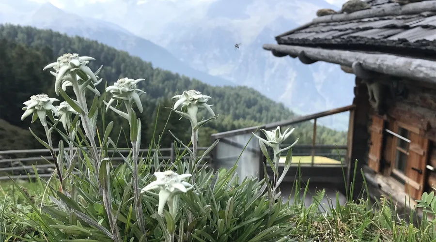 Edelweiss Plant