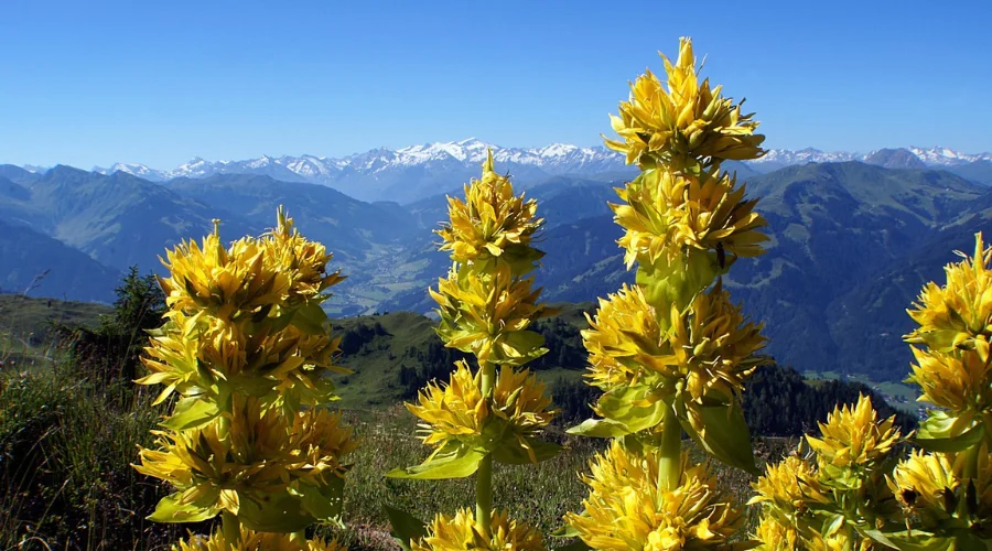 Medicinal Plants on Manaslu Trek