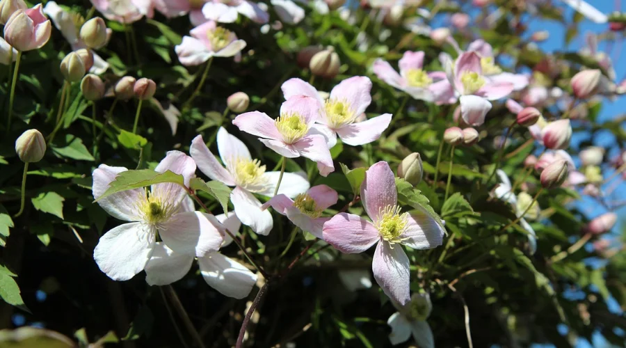 Medicinal Plants on Manaslu Trek