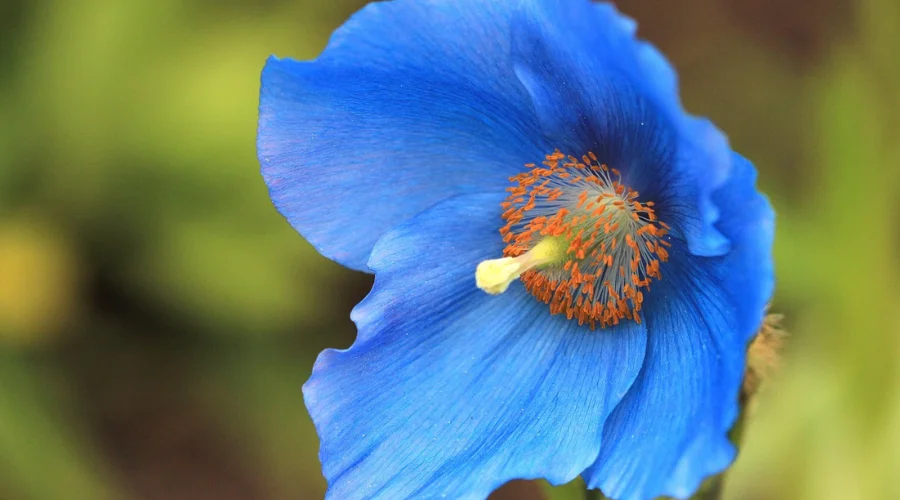 Himalayan Blue Poppy flower