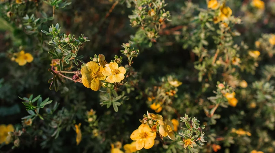 Medicinal Plants on Manaslu Trek
