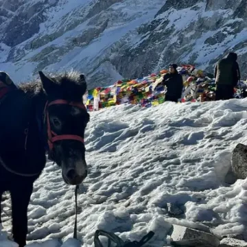 Horseback Riding in Nepal: Top Routes, Costs, and Tips