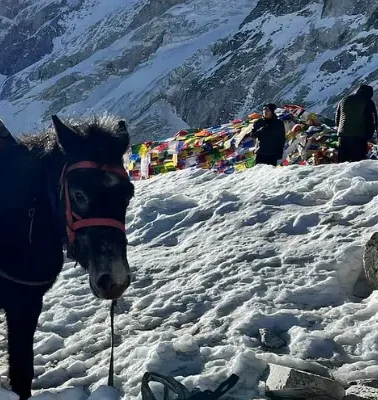 Horseback Riding in Nepal: Top Routes, Costs, and Tips